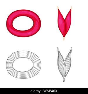Isoliertes Objekt der Faser und muskulös Logo. Sammlung von Faser- und Körper vektor Symbol für das Lager. Stock Vektor