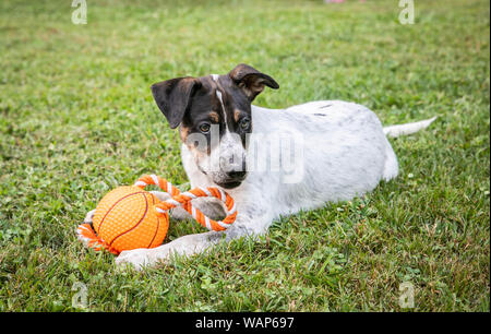 Ein Mischling Welpe spielt in Gras. Stockfoto