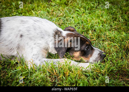 Ein Mischling Welpe spielt in Gras. Stockfoto