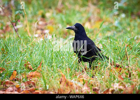 Saatkrähe (Corvus frugilegus) im Gras sitzen Stockfoto