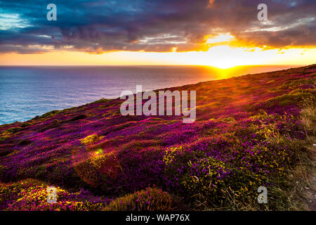 Mawgan Porth, und die Küste von Cornwall, blühende Blume und Heidefelder, Großbritannien Stockfoto