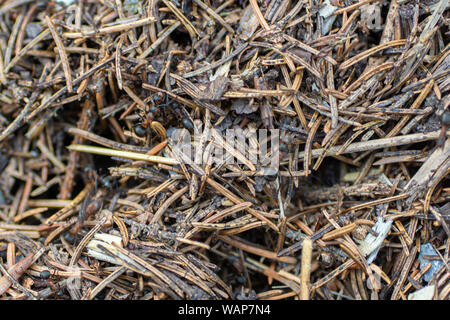 Ameisen nisten auf dem Boden, Ameisenhaus auf dem Rasen, selektiver Fokus, Nahaufnahme. Stockfoto