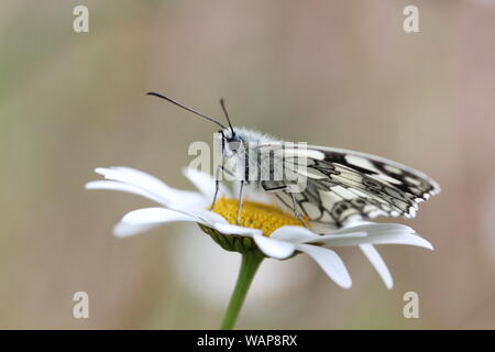 Marmor weiß ruht auf Daisy mit Flügeln öffnen Stockfoto