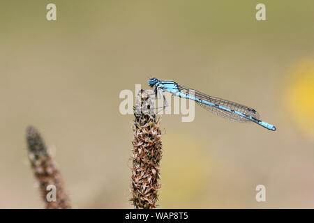 Gemeinsame blau damselfly Aalen in Sun Stockfoto