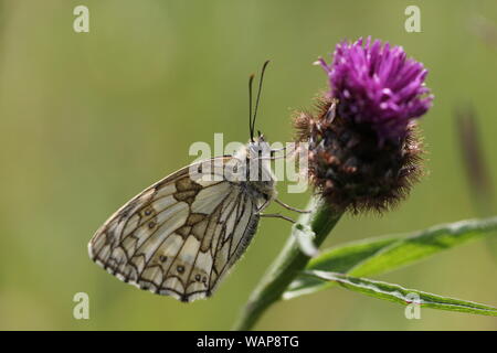 Marbled White Butterfly posiert auf Thistle Stockfoto