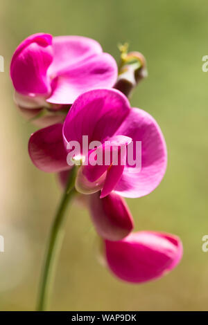 In der Nähe von Blüten und Blumen des Ewigen Sweet Pea, Rote Perle, eine winterharte Staude Gartenpflanze. aka Lathyrus latifolius, Rote Perle. Großbritannien Stockfoto