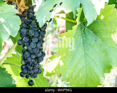 Natürliche Früchte. Trauben auf einem Busch in einer Farm Garten. Stockfoto