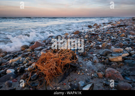 Treibholz auf einem steinigen Strand der Ostsee bei Sonnenuntergang mit dynamischen Wellen im Hintergrund, Schleswig-Holstein Stockfoto