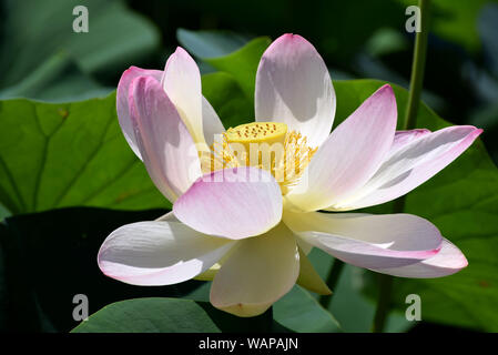 Nelumbo nucifera, Indischer Lotus Blüte Nahaufnahme Stockfoto