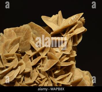 Desert Rose crystal Close-up auf schwarzem Hintergrund Stockfoto