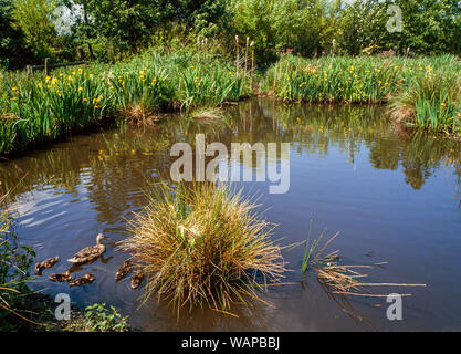 Ruhige Ententeich Szene, weibliche Stockente mit jungen Brut von Entenküken, Pflanzen bog, tolle Reedmace, gelbe Flagge, Martin bloße, Lancs, Großbritannien Stockfoto