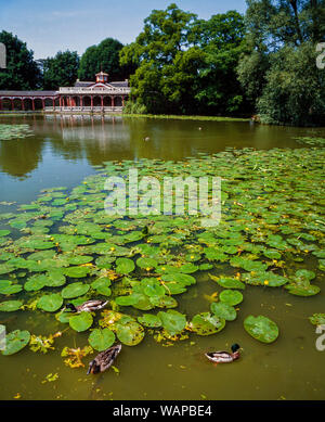 Stockenten unter den Seerosen an einem großen See Stockfoto