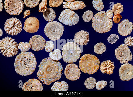 Marine Foraminiferen, Muscheln, Schmutz vermischt. Mittelmeer. Stockfoto