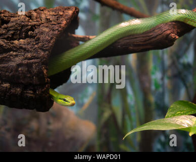 Red Tail Ratte Schlange Gonyosoma oxycephalum Kopf Körper Baum Anmelden Zweig Regenwald Stockfoto