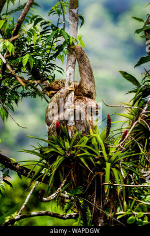 Brown-throated Faultier (Bradypus variegatus) ia Drei-toed Sloth mit seiner jungen klettern auf einen Baum im Regenwald von Panama genommen Stockfoto