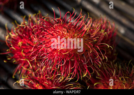 Rohe Rote organische Rambutan Frucht bereit zu Essen Stockfoto