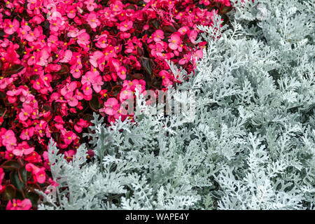 Wachs Begonia, Dusty Miller's Artemisia stelleriana Silver Brocade', Kontrast Pflanzen im Blumenbeet Stockfoto