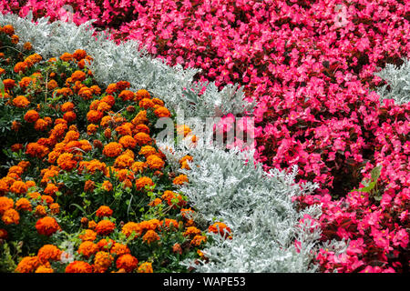 Tagetes Ringelblumen, Wachsbegonia, Dusty Miller Artemisia stelleriana „Silver Brocade“, Kontrastpflanzen im Blumenbeet, Bettenpflanzen Garten Stockfoto