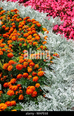 Tagetes Marigolds, Wax Begonia, Dusty Miller Artemisia stelleriana 'Silver Brocade', Kontrastpflanzen im Blumenbeet, Beetpflanzen Stockfoto