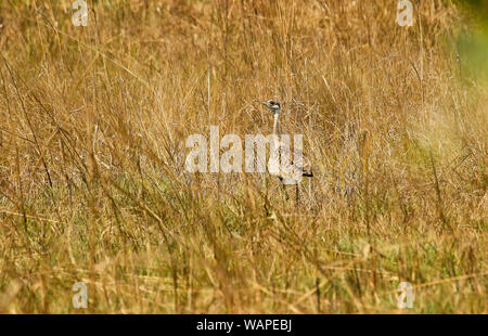 Weibchen von Black-bellied Bustard, (Eupodotis melanogaster). Busanga Plains. Kafue National Park. Sambia Stockfoto