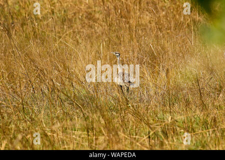 Weibchen von Black-bellied Bustard, (Eupodotis melanogaster). Busanga Plains. Kafue National Park. Sambia Stockfoto