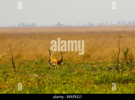 Männliche und weibliche von Oribi, Ourebia ourebi, in Busanga Plains. Kafue National Park. Sambia Stockfoto