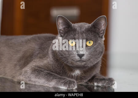 Schöne Chartreux Rasse Katze mit seinem gelben goldenen Augen Stockfoto