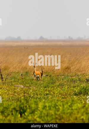 Männliche und weibliche von Oribi, Ourebia ourebi, in Busanga Plains. Kafue National Park. Sambia Stockfoto