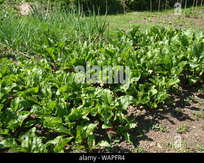 Ein Blick auf die Jungen, rote Rüben, Zwiebeln und Karotten Pflanzen auf eine Zuteilung Plot im Frühling wächst Stockfoto