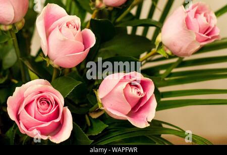 Liebe ist die einzige Blume, die wächst Stockfoto