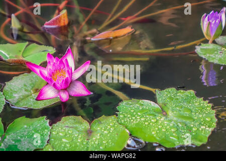 Chiang Mai, Thailand - 21. Dezember 2017: Kleine Lotus Blume auf dem Wasser mit grünen Blättern um Stockfoto