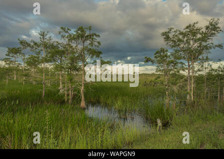 Paurotis Teich in den Everglades National Park, Florida, USA - 16. Juli 2018: Sonnenuntergang in Paurotis Teich in den Everglades National Park in der Nähe von Homestead, F Stockfoto