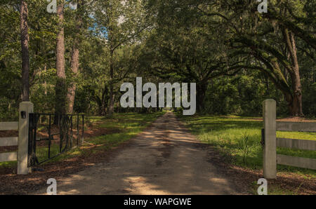 Neiuport Plantation Road, Georgia, USA - 24. Juli 2018: Die lange Straße mit alten live oak gesäumt von Bäumen, die im spanischen Moos auf historische Plantage drapiert Stockfoto