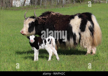 Eine schwarze und weiße Yak Kuh steht mit ihrem Kalb in einer üppigen grünen Weide Stockfoto