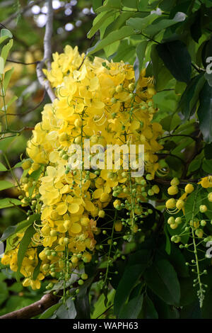 Gelbe Blüten von Cassia Fistula, Golden Tree Dusche Stockfoto