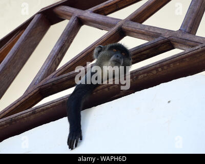 Urban monkey, Meerkatze entspannen auf der Terrasse Stockfoto