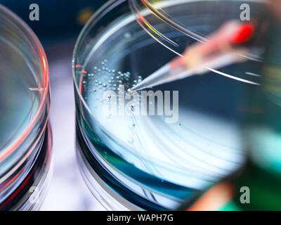 Pipettieren Flüssigkeit in Petrischale mit Stammzellen für die medizinische Forschung, Eigenschaft Freigegeben 1/13. Stockfoto