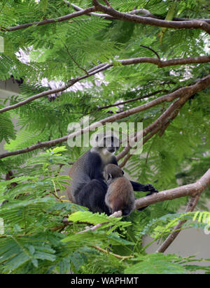 Die jungen saugen Meerkatze und weiblichen Erwachsenen, auf dem Baum Stockfoto