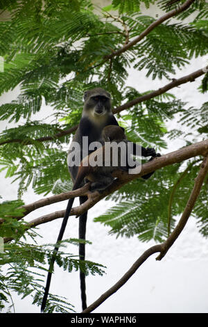 Die jungen saugen Meerkatze und weiblichen Erwachsenen, auf dem Baum Stockfoto