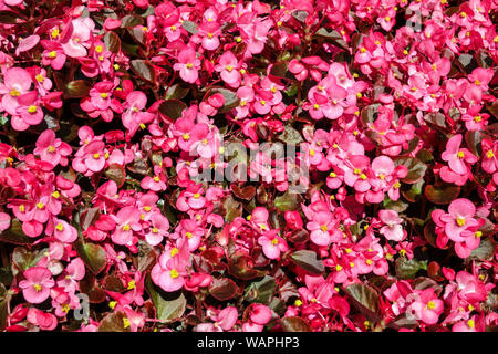 Rosa Wachs Begonia, Hintergrund mit vielen Blumen Stockfoto