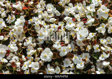 Weißes Wachs Begonia, Hintergrund mit vielen Blumen Stockfoto