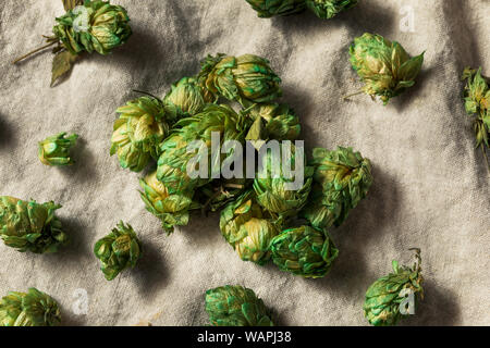 Raw Green Organic frisches Bier Hopfen Bereit für die Zubereitung. Stockfoto