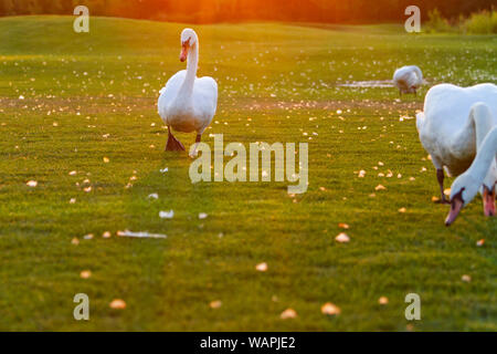 Schwäne zu Fuß auf einem schönen Rasen bei Sonnenuntergang, Atem von Herbst Stockfoto