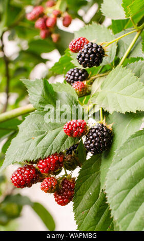 Blackberry im Garten wächst. Reife und Unreife Brombeere auf Bush mit selektiven Fokus. Vertikale Rahmen Stockfoto