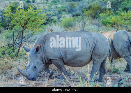 Porträt einer netten männlichen Stier White Rhino in Krüger in Südafrika Stockfoto