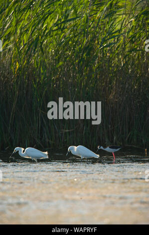 Snowy Egret:: Egretta thula und Black-Necked Stelzenläufer Himantopus mexicanus :: Stockfoto