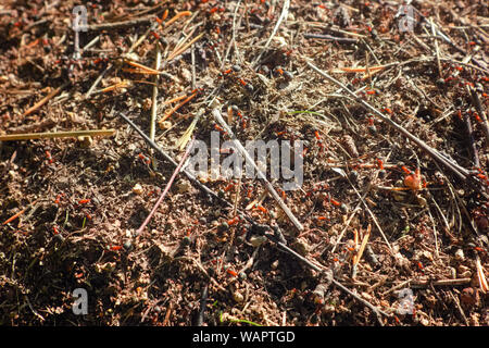 Ant Hill Roten Waldameisen close-up. Red Ants auf Waldboden. Formica Rufa, auch als Die rote Waldameise bekannt. Stockfoto