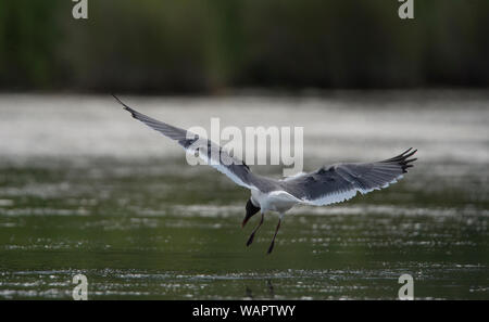 UNITED STATES: Juni 27, 2018; Laughing Gull:: Larus atricilla, Ocracoke Island North Carolina. Foto von Douglas Graham/WLP Stockfoto