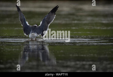 UNITED STATES: Juni 27, 2018; Laughing Gull:: Larus atricilla, Ocracoke Island North Carolina. Foto von Douglas Graham/WLP Stockfoto