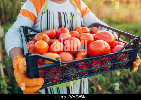 Frau Bauer Holding Box der roten Tomaten auf eco Farm. Sammeln von Herbst Ernte von Gemüse. Landwirtschaft, Gartenbau Stockfoto